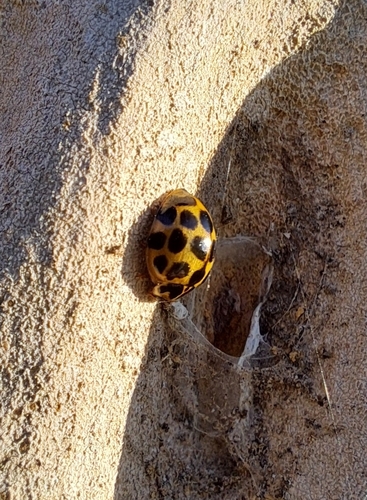 Large Spotted Ladybird
