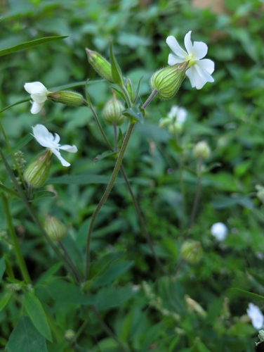 white campion