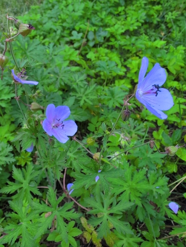 Meadow Crane's-bill