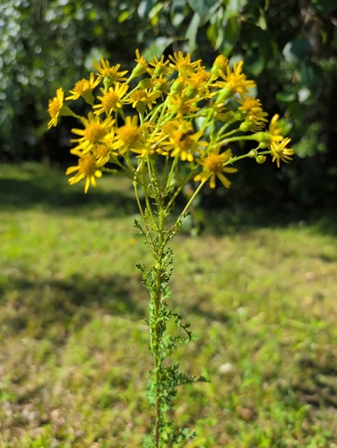 ragwort