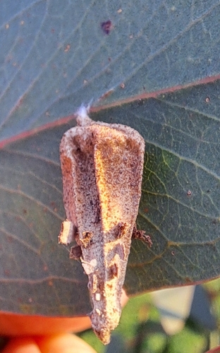 Ribbed Case Moth