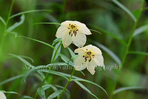 Lilium gongshanense