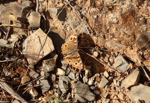 Meadow Argus