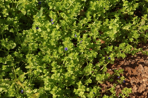 Blue Scarlet Pimpernel