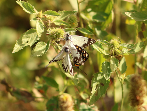 Caper White