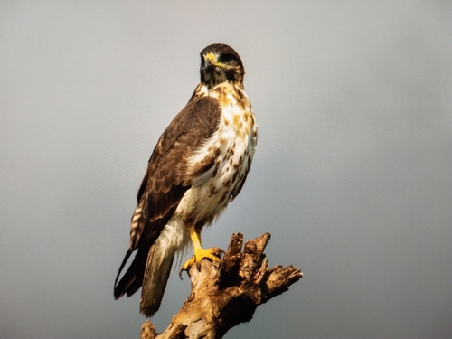 Augur Buzzard
