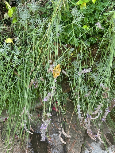 Queen of Spain Fritillary