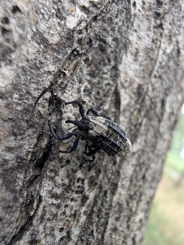 Eucryptorrhynchus brandti