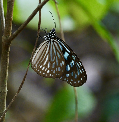 Ideopsis similis persimilis