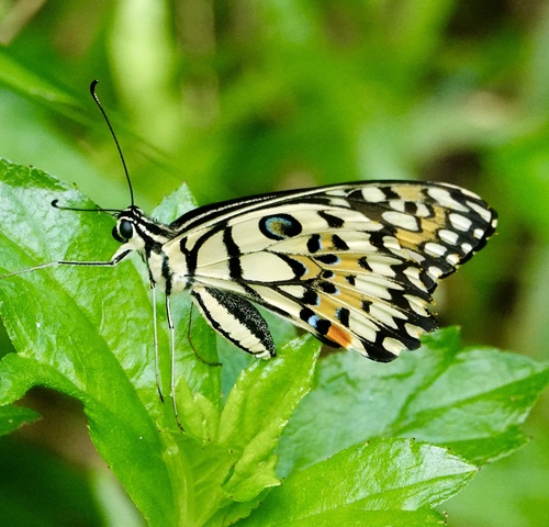 Lime Swallowtail