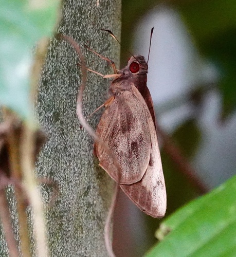 Erionota acroleuca apicalis