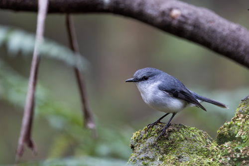 White-breasted Robin