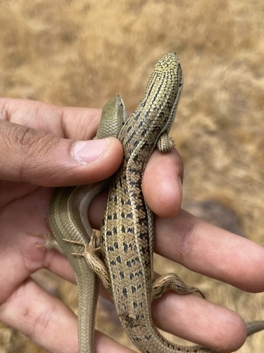 Bridled Skink