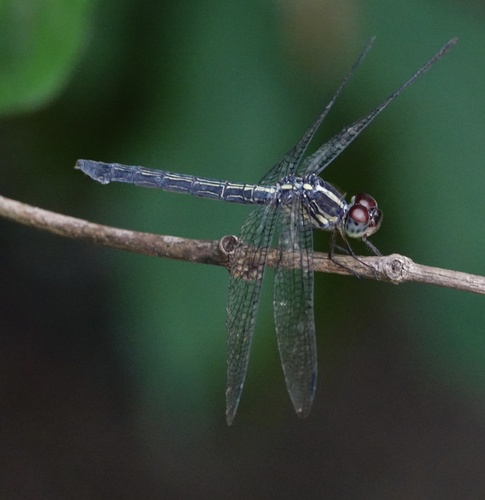 Emerald-banded Skimmer