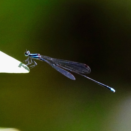 Laidlaw's Threadtail