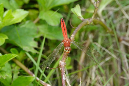 Scarlet Skimmer