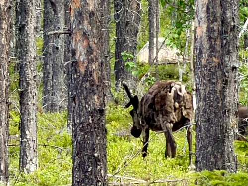 Reindeer observed by nicrodemo