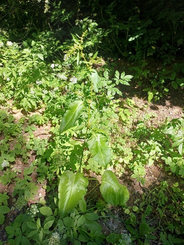 broad-leaved dock
