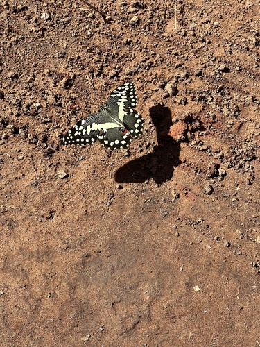 Citrus Swallowtail