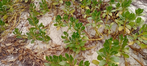 coastal inkberry
