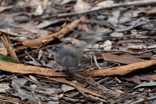Grey Fantail