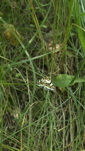 Magpie Moth
