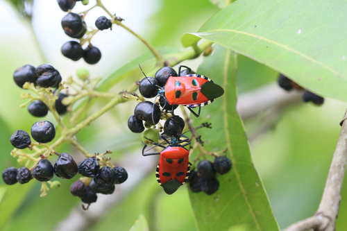 Man-faced Stink Bug