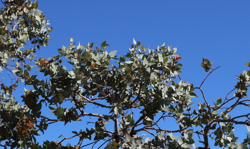 Curly Mallee
