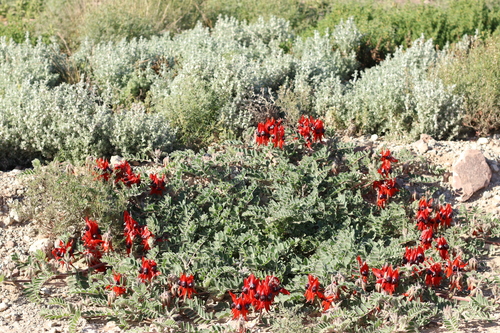 Sturt's Desert Pea