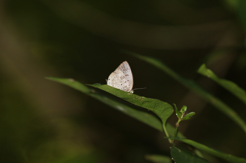 Arhopala ormistoni