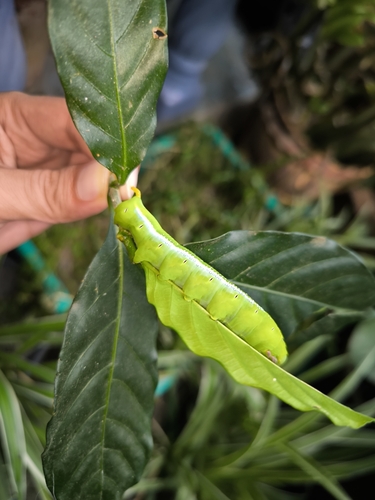 Oleander Hawkmoth