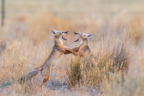 Kit Fox observed by scotthenderson1