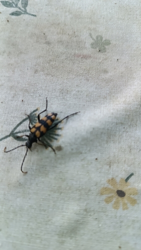 four-banded longhorn beetle