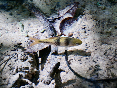 Spanner Barb