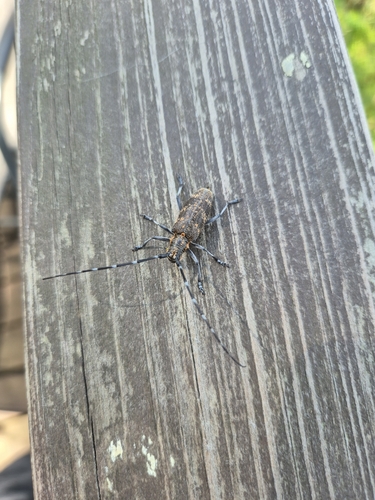Black Pine Sawyer Beetle
