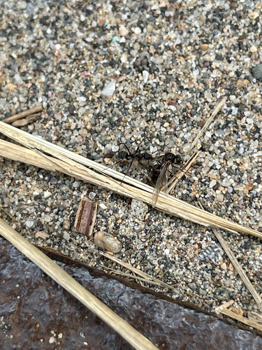 Japanese Wood Ant