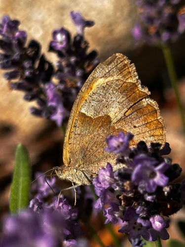 Meadow Brown