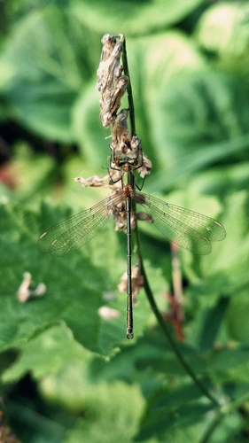 Common Spreadwing