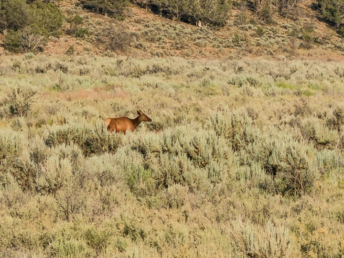 American Elk