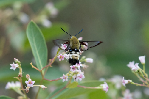 Rocky Mountain Clearwing