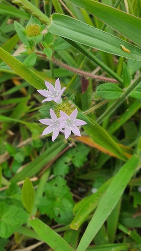 largeflower Mexican clover