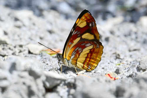 Korean yellow sailer