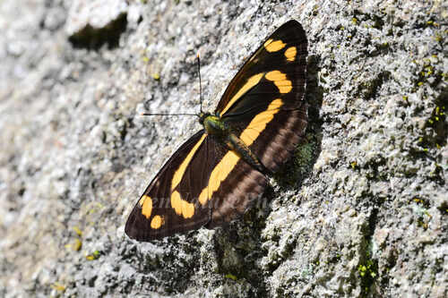 Neptis themis