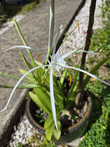 spider lilies