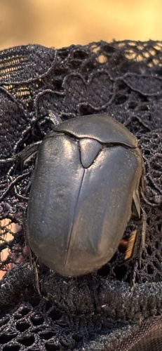 Protaetia opaca