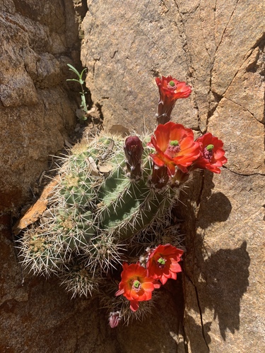 Echinocereus bakeri