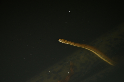 Chinese Water Snake