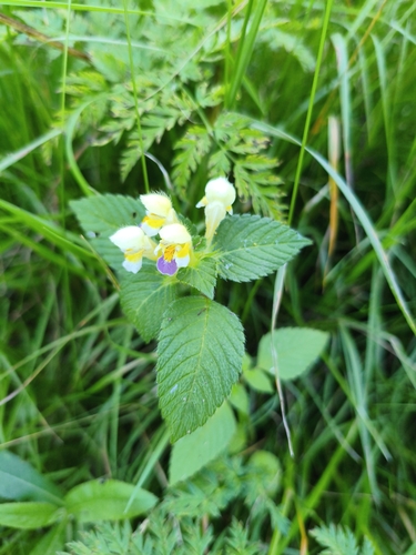 Наблюдение на iNaturalist