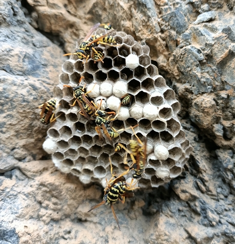 European Paper Wasp