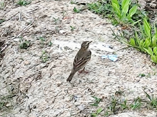 Olive-backed Pipit